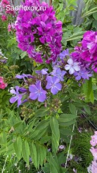 Как быстро проходит лето