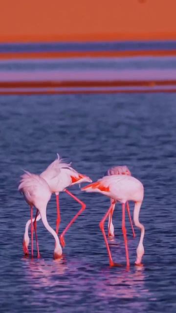 🦩Танцы розовых Фламинго