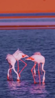 🦩Танцы розовых Фламинго
