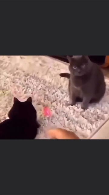 Я для тебя что, какая-то шутка?
#юмор #главныйгерой #тренды #смешно #viralvideo #filmstar #tiktokfu