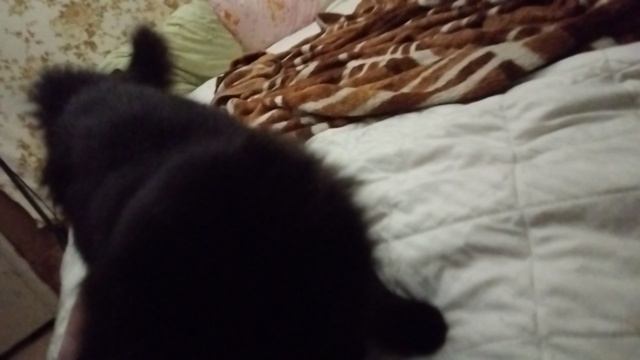 чёрный кити