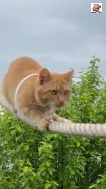 Жаль котика так он и не нашёлся 😇😿💔❌🐈