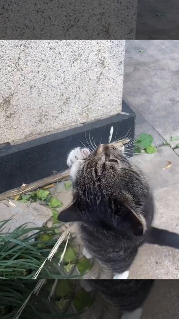 Вкуснейшая древесина