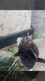 Вкуснейшая древесина