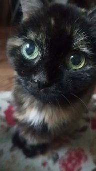 моя прекрасная кошечка Маня