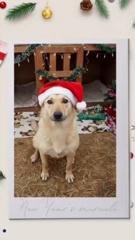 Что такое Новогоднее чудо?
Для собаки из приюта - это не просто сахарная косточка или новая игрушка