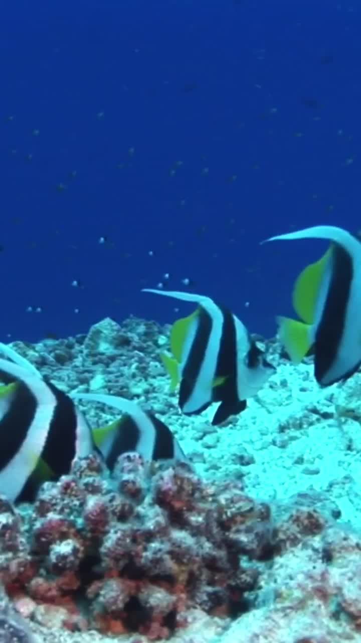 Видео без АП