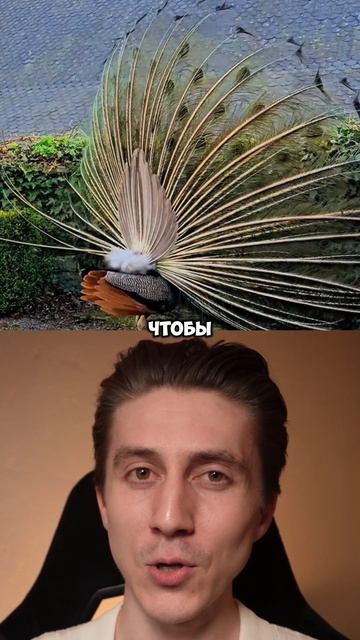 ФАКТЫ О ПАВЛИНАХ