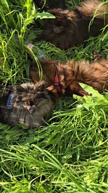 Собаки спрятались в траве от палящего зноя. #шпицы #собаки #животные #шпиц