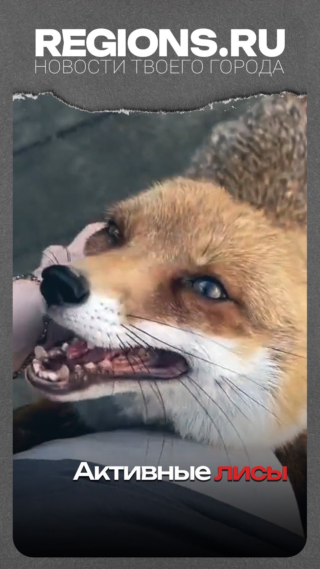 Активные лисы
