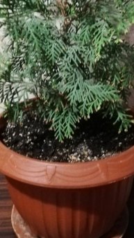 Туи # выращиваем из семян #