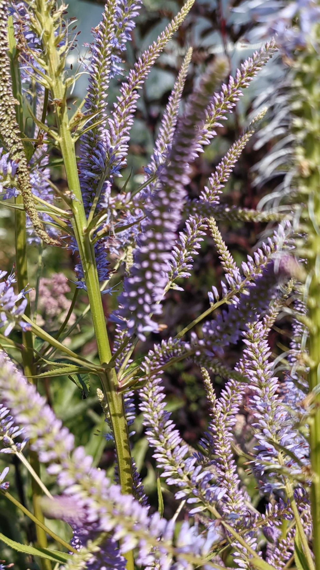 Вероникаструм Фасцинейшн