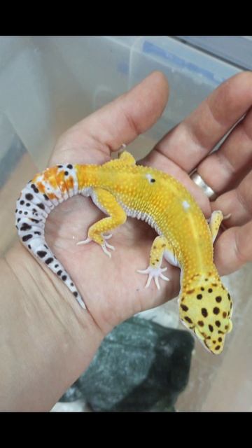 Некоторые мои питомцы!