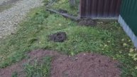 Нашествие кротов в декабре