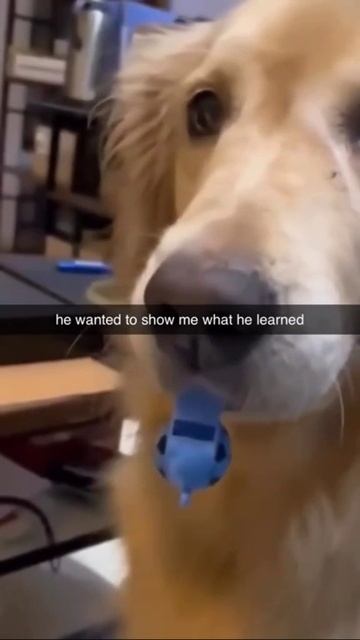 Собака + свисток