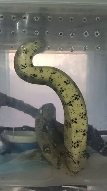 Буринг занимается физкультурой! 10 декабря 2025 г.