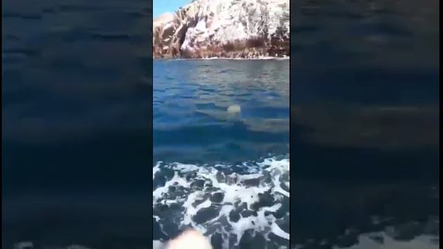 Паракас.Лима.Перу.