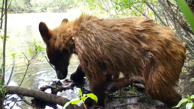 Медвежата в дикой природе