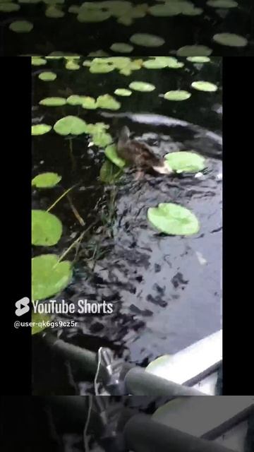 Ленобласть. Хвойное. 21.07.2024. Часть 95. Утята_ Завтрак в одиночестве, без спешки