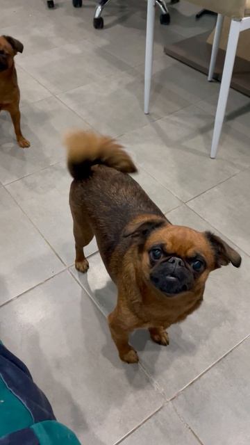 Брабансоны