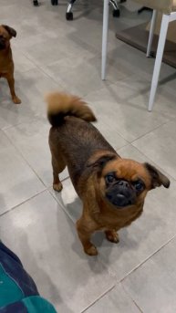 Брабансоны