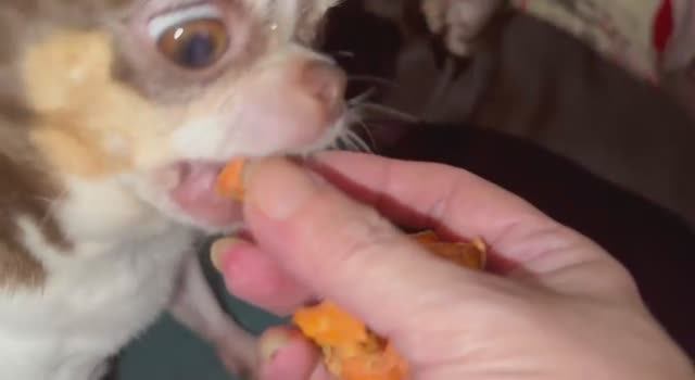 Сегодня похрустели сушеной морковочкой.