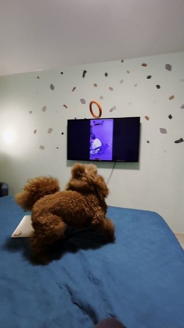 Пудель Барон исполняет