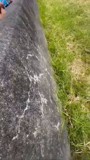 Видео от МЯУтаверс – как метавселенная, но с котами