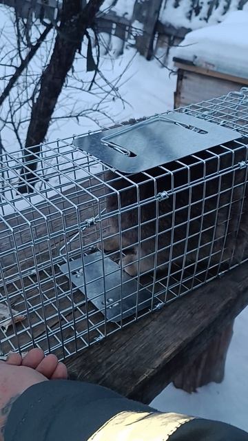 Попался дикий лесной кот! 🤣