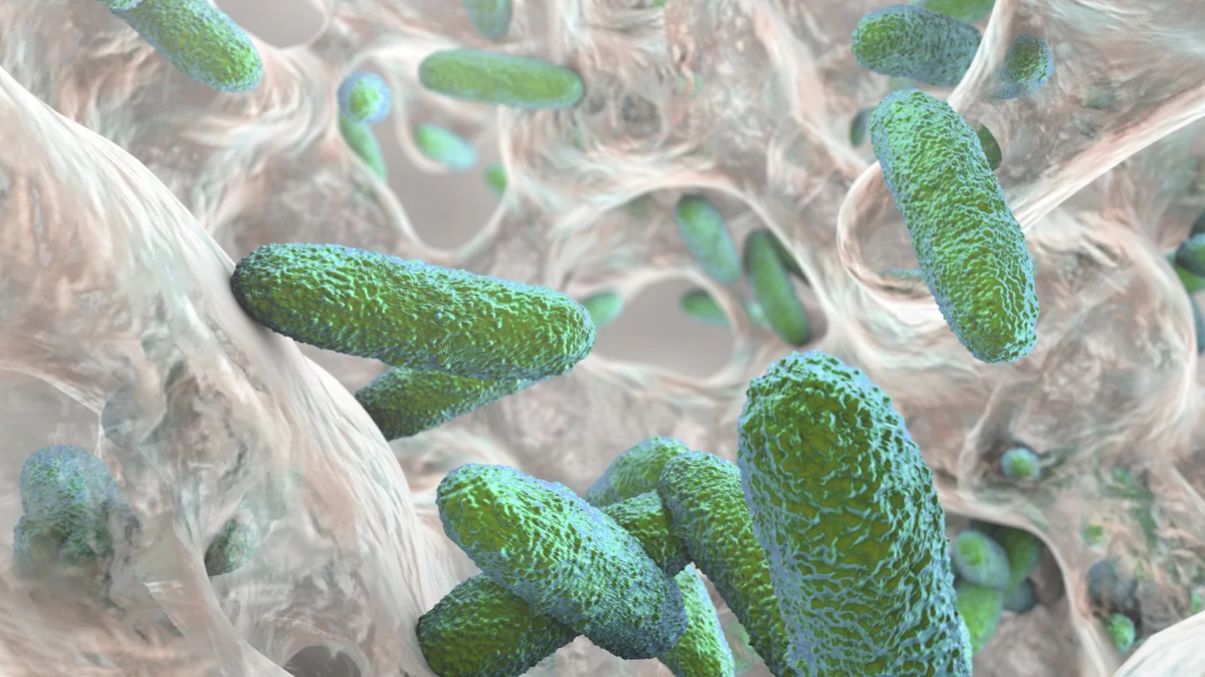 Кверцепрост | Бактериальное чувство кворума