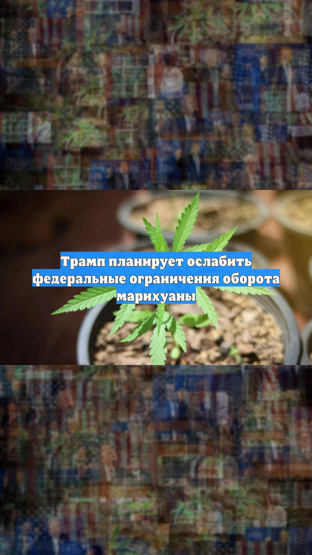 Трамп планирует ослабить федеральные ограничения оборота марихуаны
