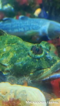 Ах эти глазки губки хвостик Москвариум на ВДНХ 🍎 #searuss #мисхорскаягавань