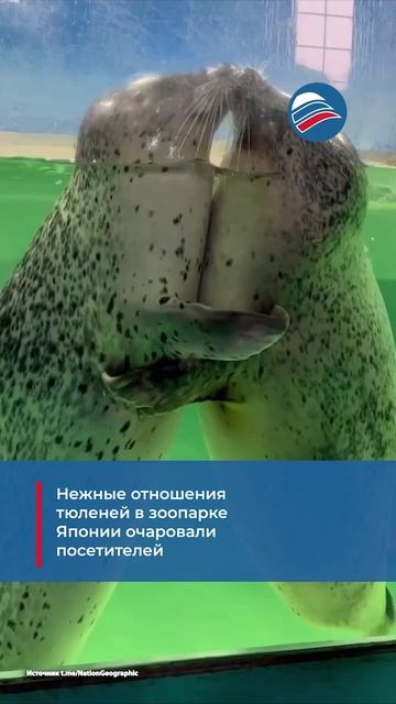 Нежные отношения тюленей в зоопарке Японии очаровали посетителей