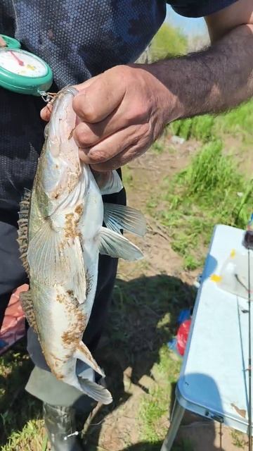 Амурский судак!