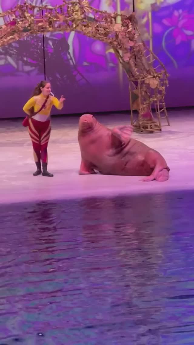 Водное шоу Мосаквариум #тюлени #моржи