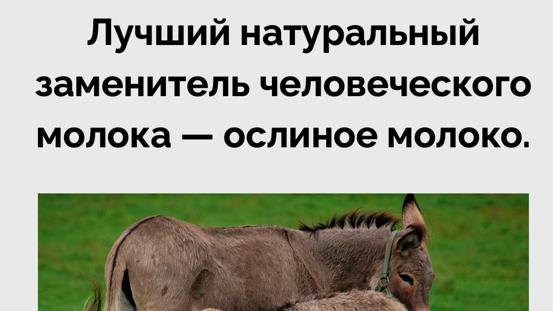 Ослиное молоко 🥛 как источник энергии. Пред история 😀