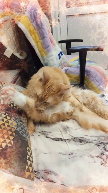 Корпоратив #мейкун #котики #видосыоткота #cat #мейнкун #новыйгод #новогоднеевидео #корпоратив #коты