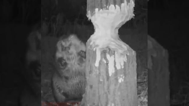 Бобёр догрыз до готовности