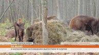 В Мордовском заповеднике выпустили 10 зубров