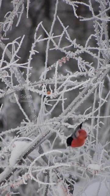 Снегири и иней...