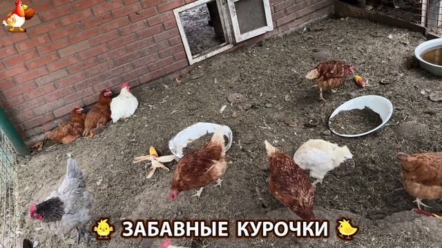 Забавные курочки несушки на сельском подворье 🤗😂😜 (48)