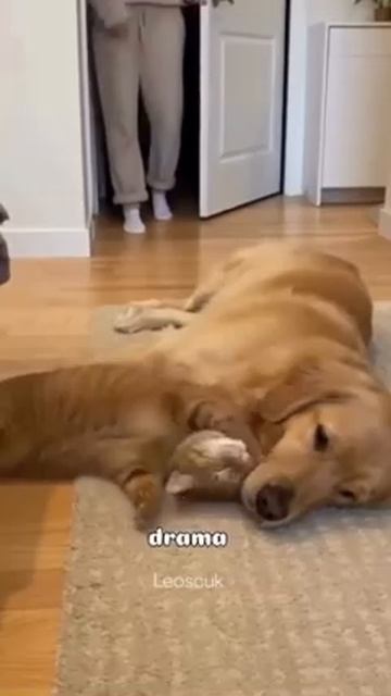 ЮМОР С КОТАМИ