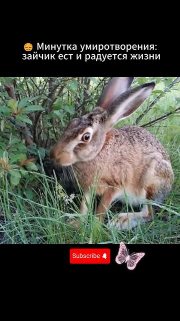 😌 Минутка умиротворения #дикийзаяц #заяц #лес