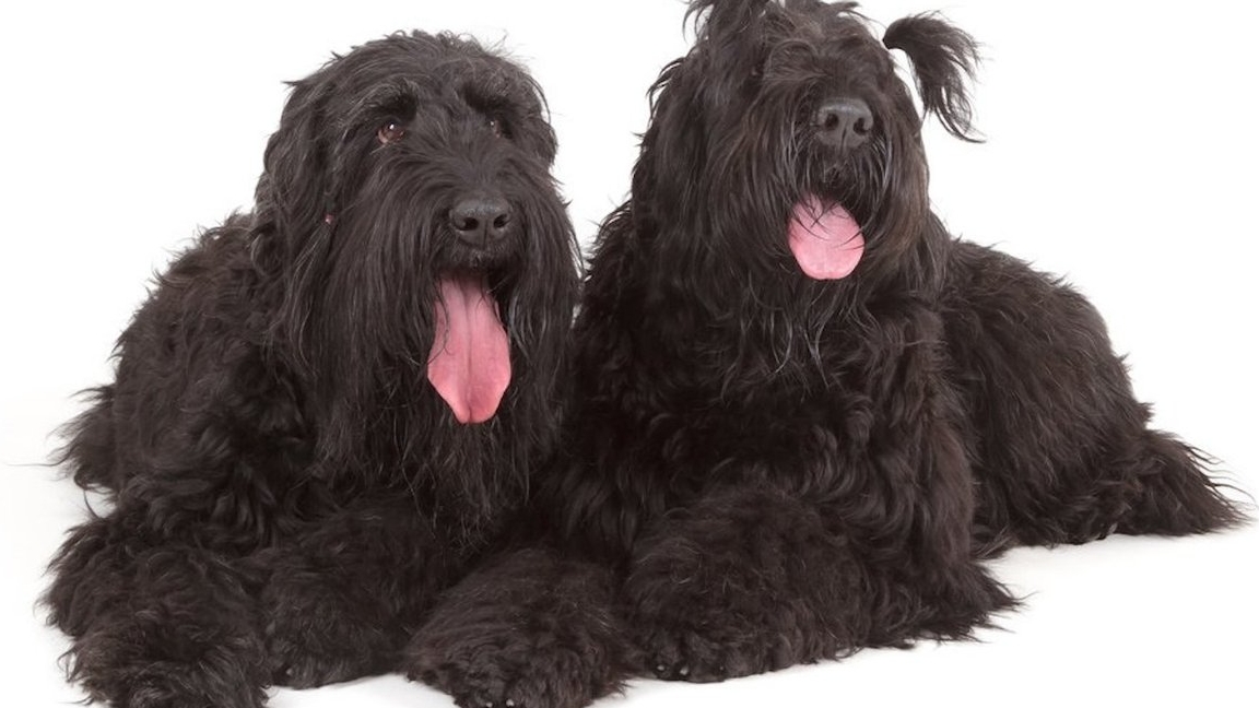 Русский чёрный терьер или щенки растут 😉👋