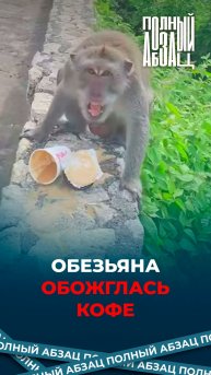 Обезьяна обожглась кофе