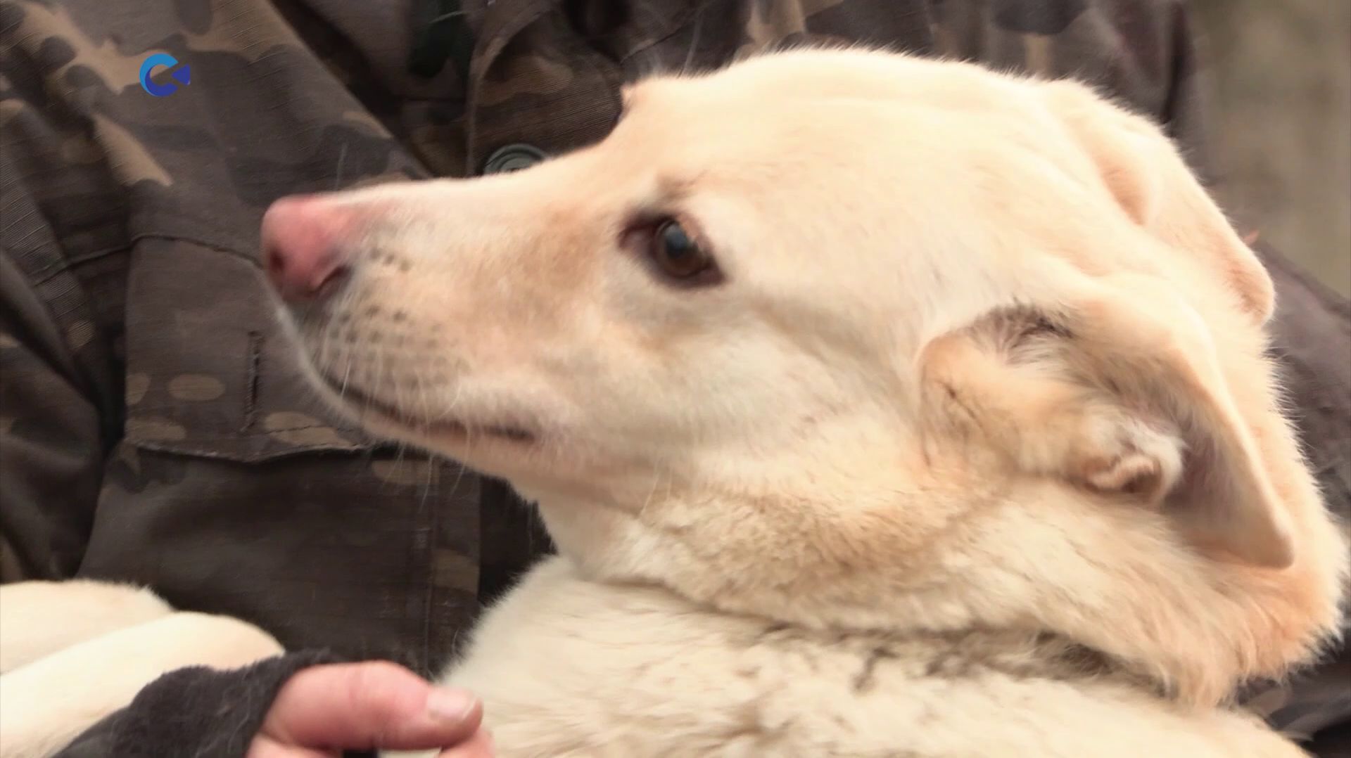 Брошка, Ландыш и Даная: подопечные приюта для животных «Право на жизнь» ищут новый дом