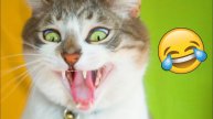 СМЕШНО ДО СЛЕЗ 😹😍 СМЕШНЫЕ КОТЫ, ЛУЧШИЕ ПРИКОЛЫ С КОТАМИ, СОБАКАМИ КОШКИ,СОБАКИ , ЖИВОТНЫЕ 🥰