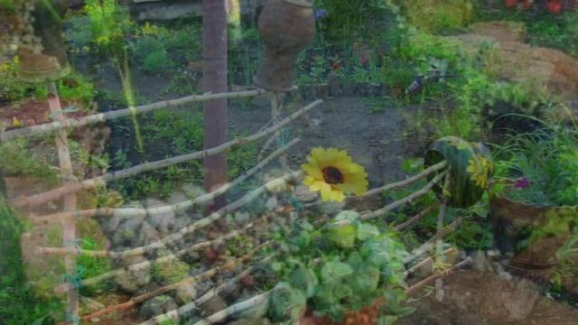 Дачные премудрости ! (18)