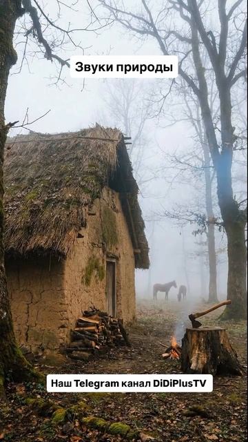 Природа и человек. #travel #tehran #иран #iran #путешествия #forestiran #DiDiPlusTV