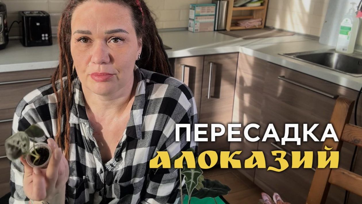 Пересадка алоказий: малыши и подростки в торфяном грунте